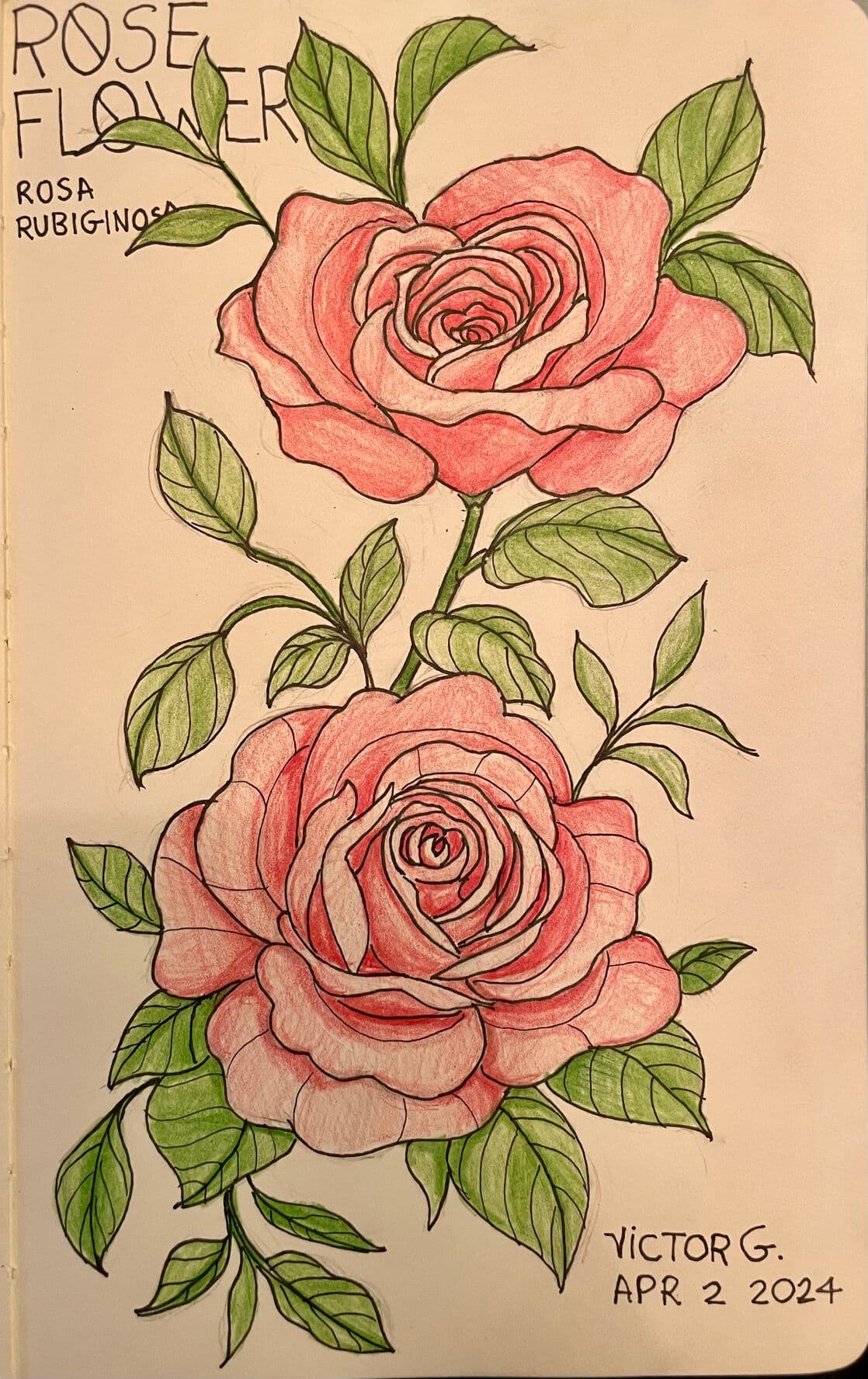 Rose Study